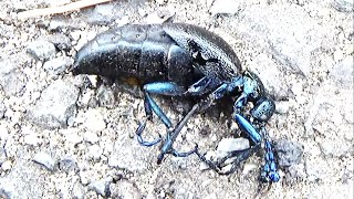 日本で最も珍しい毒虫 Meloe Proscarabaeus Sapporensis Youtube