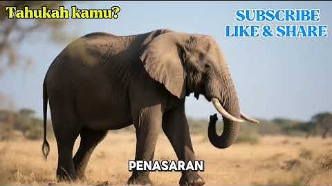 Tahukah kamu? “5 Fakta Unik Binatang yang Bikin Kamu Terheran-Heran! 🐘🐢🦈” (part1) 