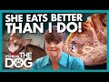 Victoria Stunned Meeting Chubby Chihuahua That Eats Better Than Her! |  It's Me or The Dog