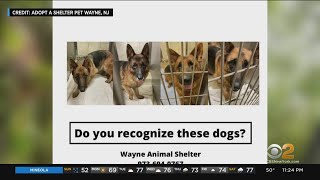 Nearly A Dozen German Shepherds Abandoned In New Jersey
