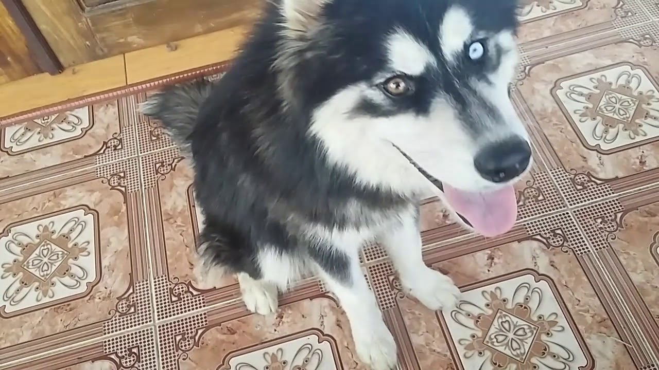 Anjing pintar - YouTube