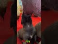 かわいい子犬の日常 #koreaPuppies #japanDogs