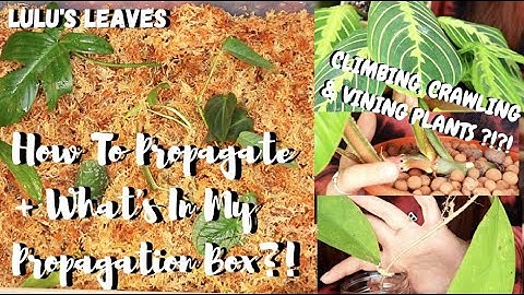 How To Propagate In Sphagnum Moss + What Is In My Propagation Box?! |  Climbing, Crawling & Vining