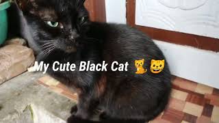 abandoned cats || abandoned cats rescue #abandonedcats #abondonedcatsrescue #cats @thecapturer by thecapturer 30 views 1 year ago 1 minute, 22 seconds