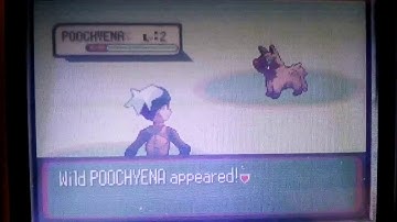 Two uncatchable shiny Poochyena in Pokemon Sapphire