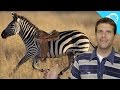 Download Why Don't Humans Ride Zebras? Why Don't Humans Ride Zebras?