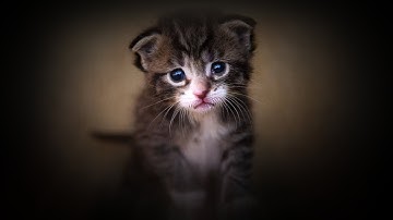 The 2:14am Cat (15sec)