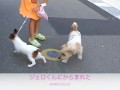 すみれにメロメロ〜ジェロくんにからまれたよ〜