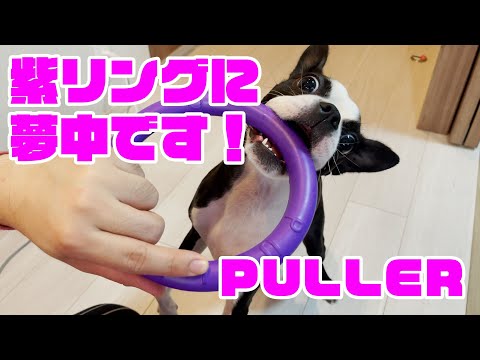 [レビュー] [おもちゃ] [PULLER] 紫リングの虜になるボストンテリア