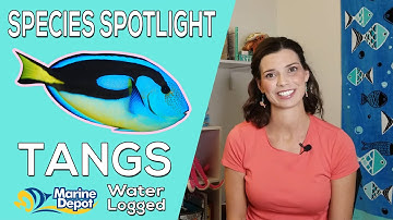How to Care for Tangs! Species Spotlight With Hilary