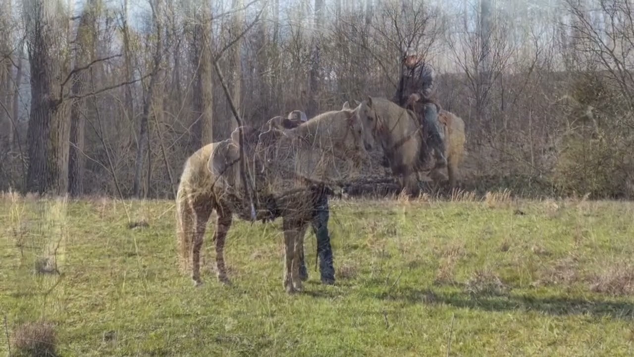 SOLD!!! SOLD!!! "BO" CAN BE SEEN AT ONLINE HORSE