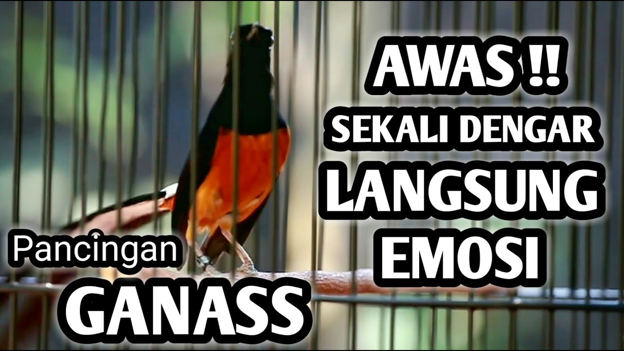 MURAI BATU GACOR FULL ISIAN TEMBAKAN KASAR KRETEKAN GANAS AMPUH MEMANCING EMOSI MURAI BATU