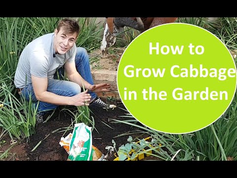 Video: How To Feed Cabbage To Form A Head Of Cabbage? Top Dressing For Tying Forks With Folk Remedies. How To Water Early Cabbage?