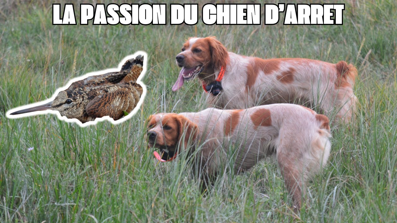 Je vous emmène Découvrir ma Passion pour la Chasse à la Bécasse au Chien d'Arrêt en Normandie!!!