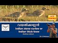 Indian thickknee  indian stonecurlew  vayal kannan    wild bird kerala malayalam