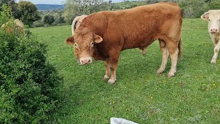 ¡¡Otra vez me la ha pegado el toro😡!!  Le he puesto un correctivo 😅😅😉👍