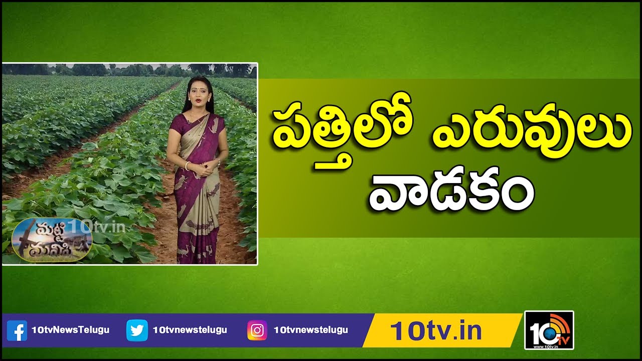 పత్తిలో ఎరువులు వాడకం | Use of Fertilizer in Cotton Crop | Matti Manishi | 10TV News
