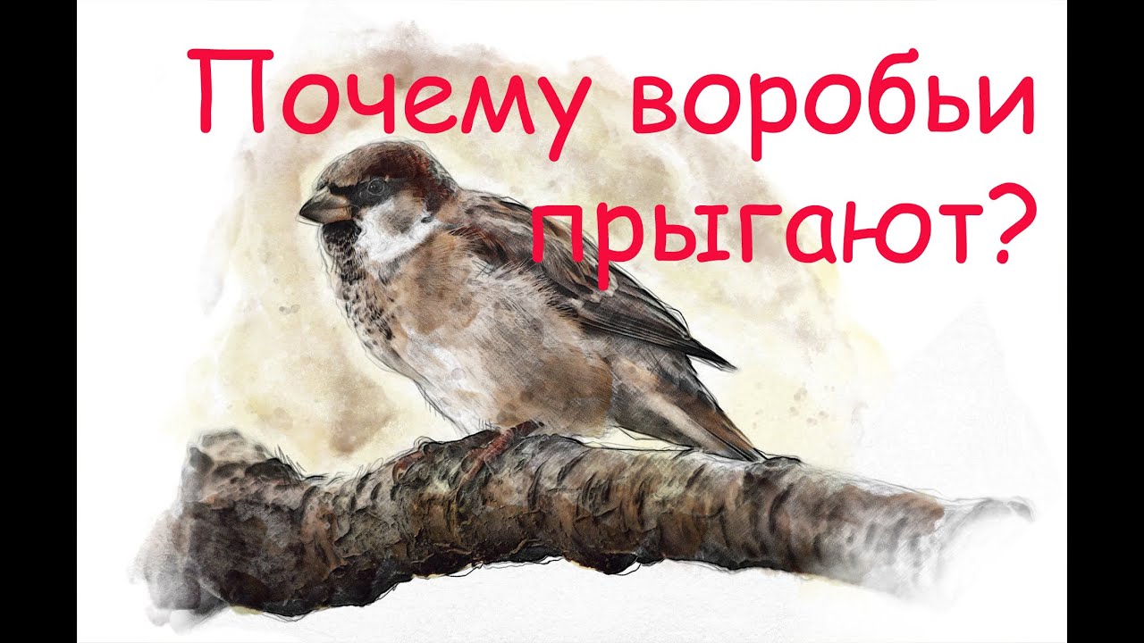 Почему воробьи прыгают, а не ходят как голуби? Интересные факты о ...