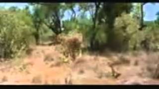 Videos De Risa Ardilla Borracha