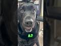 朝から変なあだ名をつけられた犬の反応