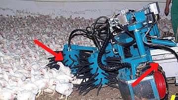 Amazing Modern Chicken Harvest On Next Level | Automatic Machine Process