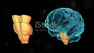 The link between left handedness and schizophrenia