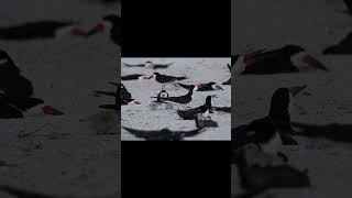 Black Skimmer Mom 0004 5 29 2025 #birds #nest #birdnest #wildlife #florida #animals