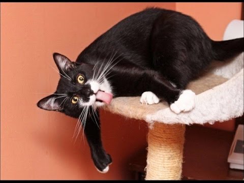 animals-making-funny-faces-2014-[hd]