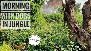 Morning with Dogs | Morning Walk With Dogs Offleash