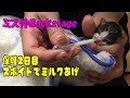 【子猫 保護03】保護した赤ちゃん猫『ゆめちゃん』の保護二日目のミルクあげ記録【cute kitten 03】