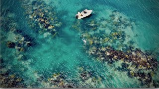 AMAZING clear water diving | SPEARFISHING COROMANDEL NZ)  Snapper and Kingfish | Swimming with seal