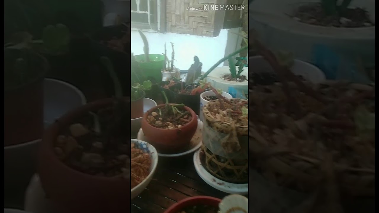 Repoting my hanging jade & jade plant! - YouTube