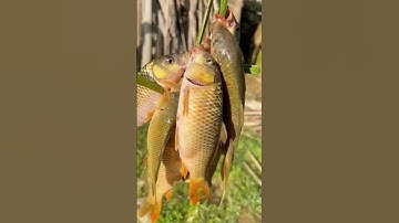 Cá nướng mọi, măng nướng như này chuẩn chưa ạ? #hottrend #cooking #nongsantaybac #food #amthuctaybac