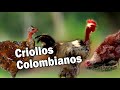 GALLINAS CRIOLLAS COLOMBIANAS