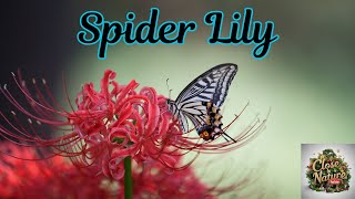 Spider Lily: The Enigmatic Flower of Myth and Legend