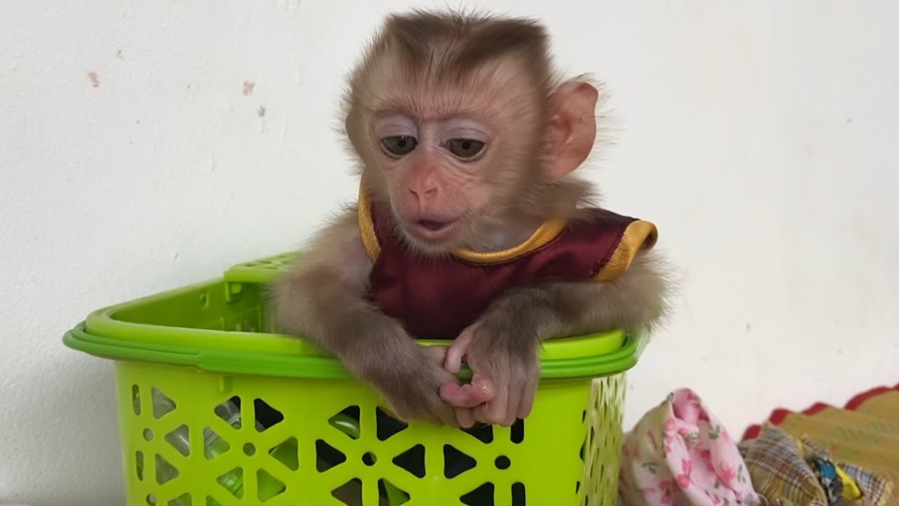 Oh god!! The clever  LIORA went into the basket, looking for milk, and waited for mom to mix it