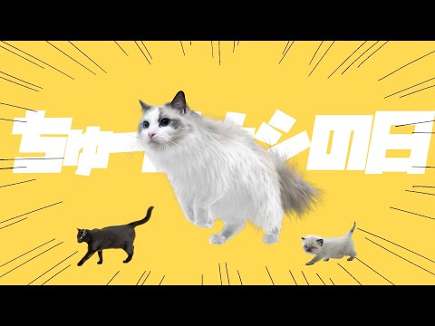 寝起きヤシの木/猫ver.【ちゅ〜るナシの日】