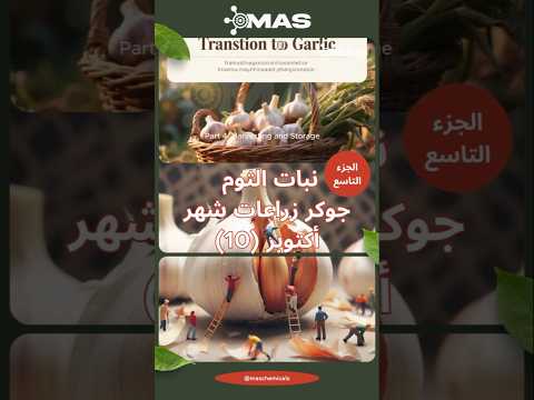 زراعة الثوم فى أكتوبر الجزء 9 الحصاد والتخزين ثوم نصائح     