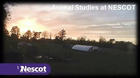 NESCOT Animal Management OpenEveningFilm - Hoppipolla song by Sigur Ros