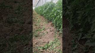 pamidor xaqida #dexqonchilik #farming #agriculture