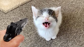 1 Hour of Funny Cat Videos 2023 😂 Pets That Will Make You Laugh Hysterically 🐶😻 Funniest Animals