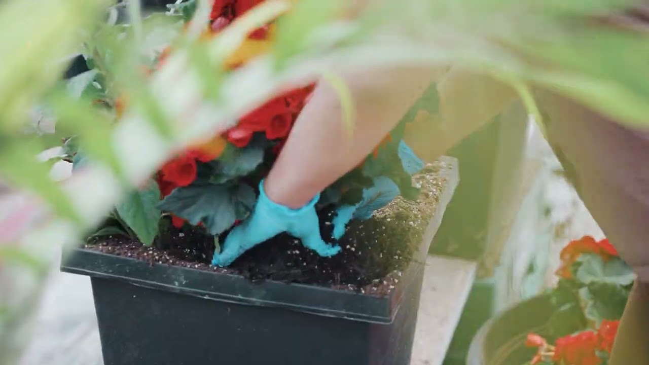 Summertime at Anna's, Garden, Home & Wellness