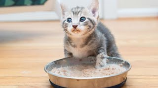 WET FOOD!!! Rescue Babies Eat Their First Gruel and How we Make Ours by Just a Foster Cat Mom 59 views 1 month ago 2 minutes, 7 seconds