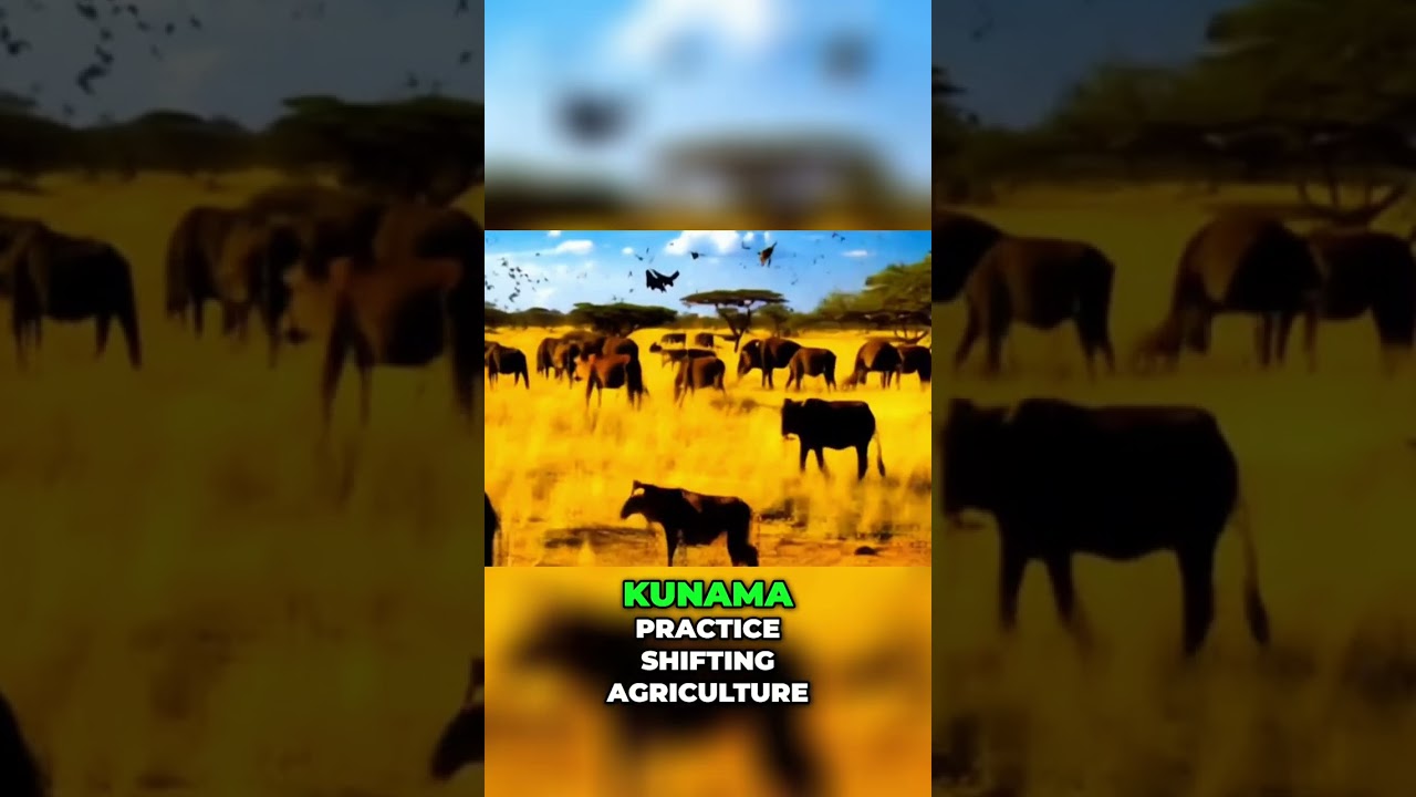 Kunama Lands: Ancestral Harmony and Wildlife Thrives