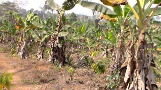 Champs de  banane plantain Angie au Cameroun