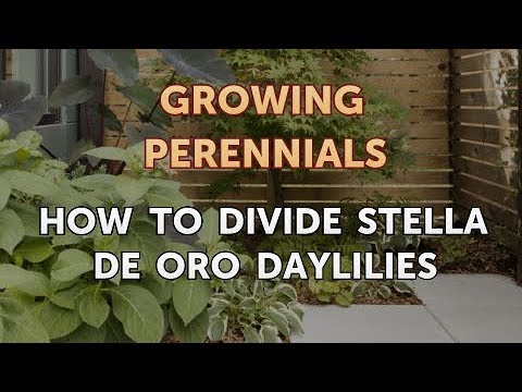 Video: Stella D'Oro päevaliiliate eest hoolitsemine – õppige Stella D'Orost kasvatama