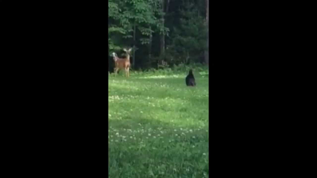 Shadow vs The Herbivore