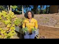 What to Plant in September! Fall Garden, Frost Tolerant Must-Haves