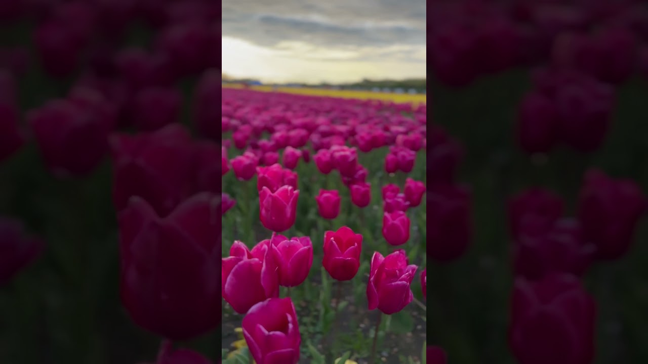 Tulips festival in England 🌷 