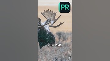 The Best Image DeNoising Software Is...? (Lightroom vs. Topaz vs. DxO)